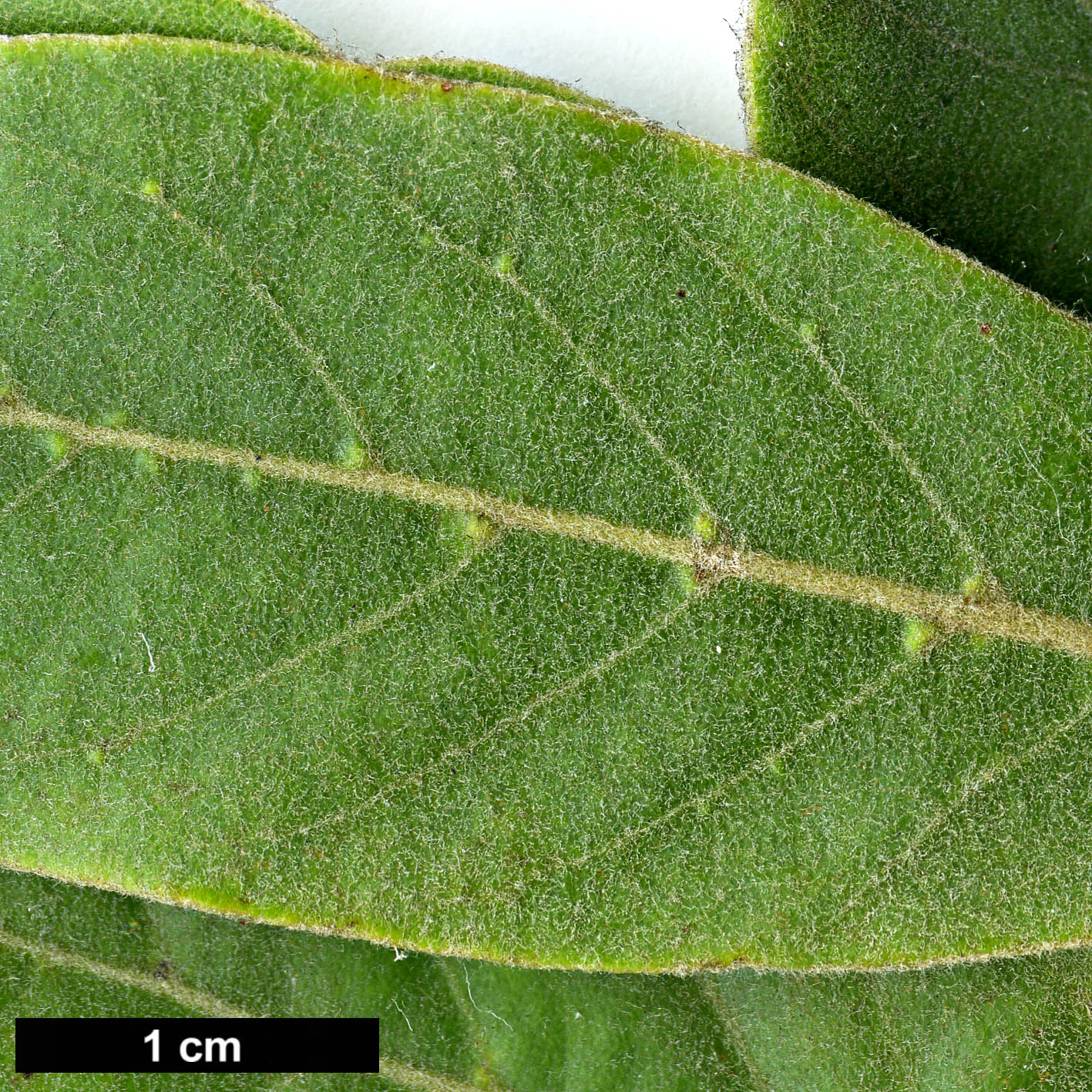 High resolution image: Family: Lauraceae - Genus: Laurus - Taxon: novocanariensis